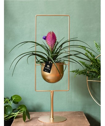 Gold Stand Saksıda Tillandsia 55 cm